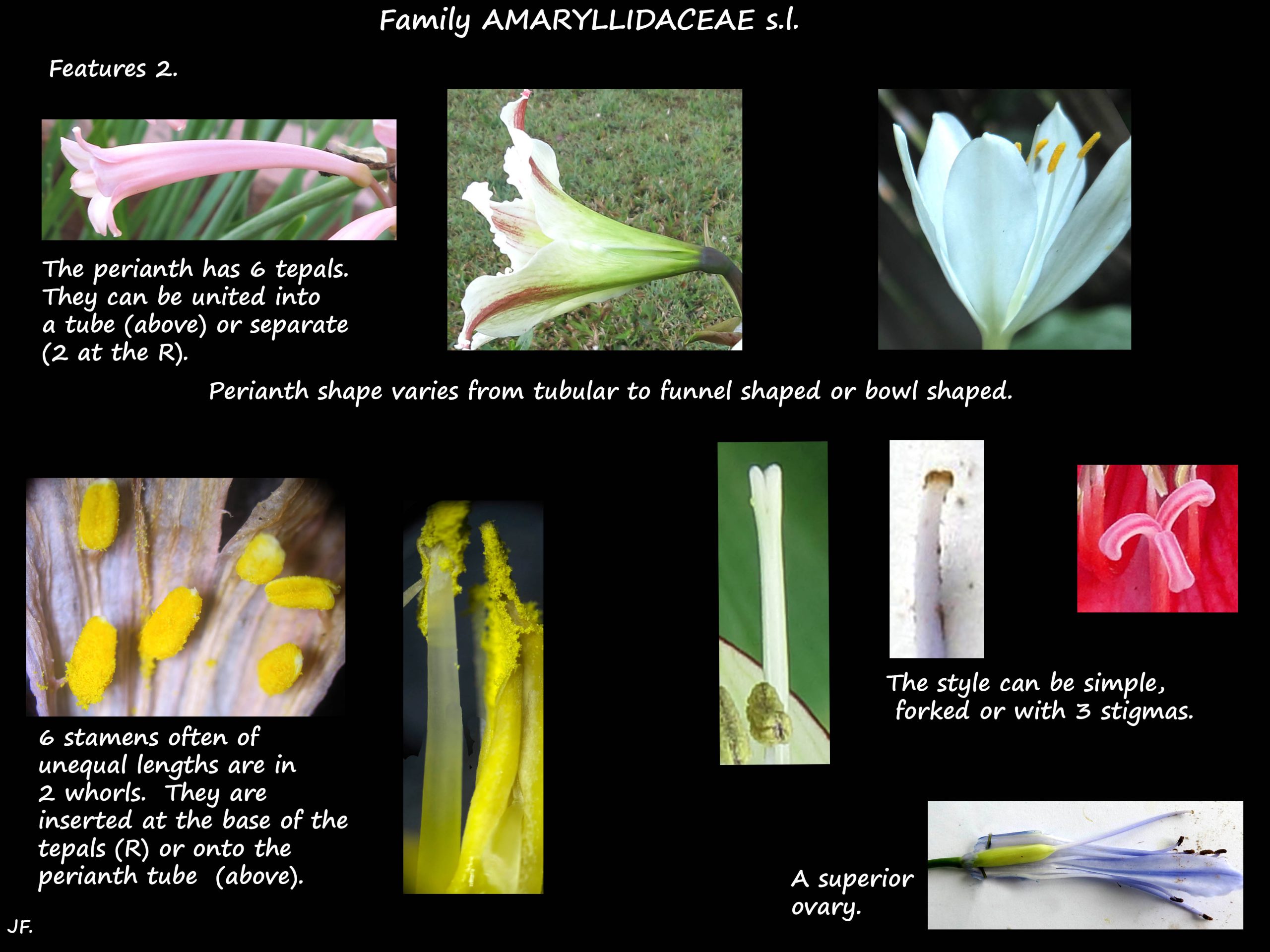 2 Amaryllidaceae flowers